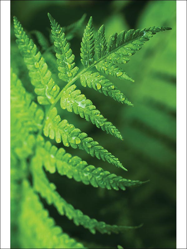 Fern Leaf 4 Panel mural in 42504 color - pattern number SG42504M - by Pelican Prints in the Sage II collection
