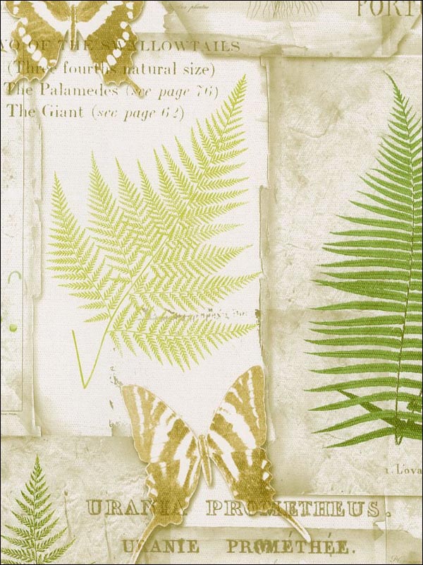 Parchment Ferns wallpaper in browns greens whites color - pattern number FK34415 - by Patton Norwall in the Fresh Kitchens 5 collection