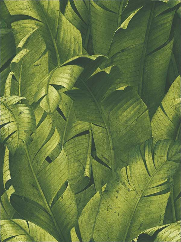 Tropical Banana Leaves Peel and Stick wallpaper in green color - pattern number NW31000 - by NextWall in the Peel and Stick Wallpaper by Nextwall collection