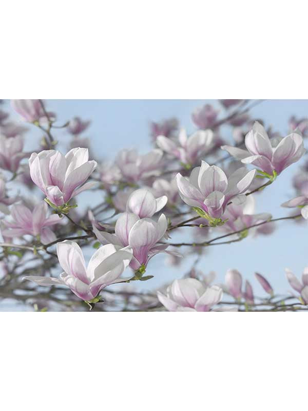 Magnolia 8 Panel fabric in pink color - pattern number 8-738 - by Brewster in the Komar Colours collection