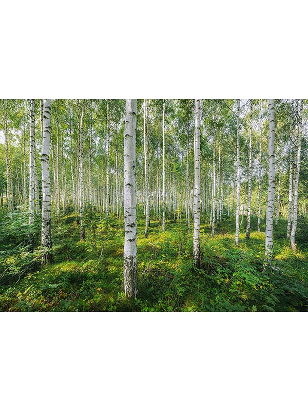 Sunny Day 8 Panel fabric in green color - pattern number 8-744 - by Brewster in the Komar Colours collection
