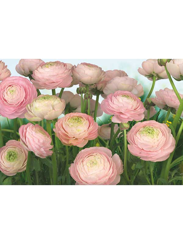 Gentle Rose 8 Panel fabric in pink color - pattern number 8-894 - by Brewster in the Komar Colours collection