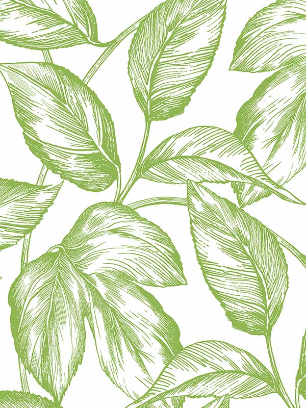 Sketched Leaves Peel and Stick fabric in greenery color - pattern number NW46904 - by NextWall in the Peel and Stick Wallpaper by Nextwall collection