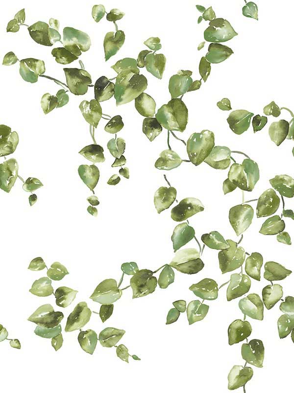 Creeping Fig Vine fabric in green color - pattern number FH4036 - by York in the Inspired by Color Earthy Tones collection