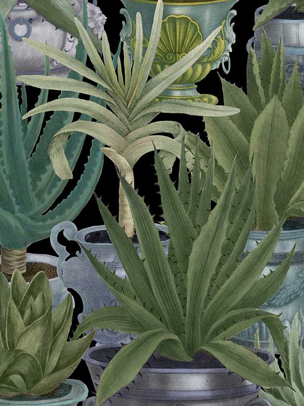 Echeveria wallpaper in green black color - pattern number WP20163 - by Mind the Gap in the Designer Collection II collection