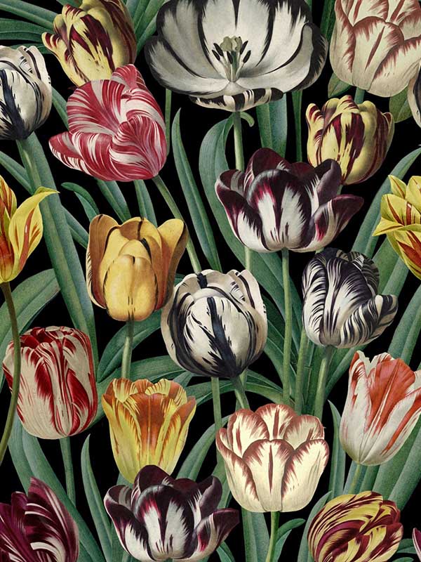 Tulipa wallpaper in green yellow red black color - pattern number WP20178 - by Mind the Gap in the Designer Collection II collection