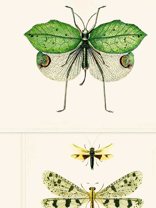 Entomology wallpaper in green taupe color - pattern number WP20234 - by Mind the Gap in the Designer Collection II collection