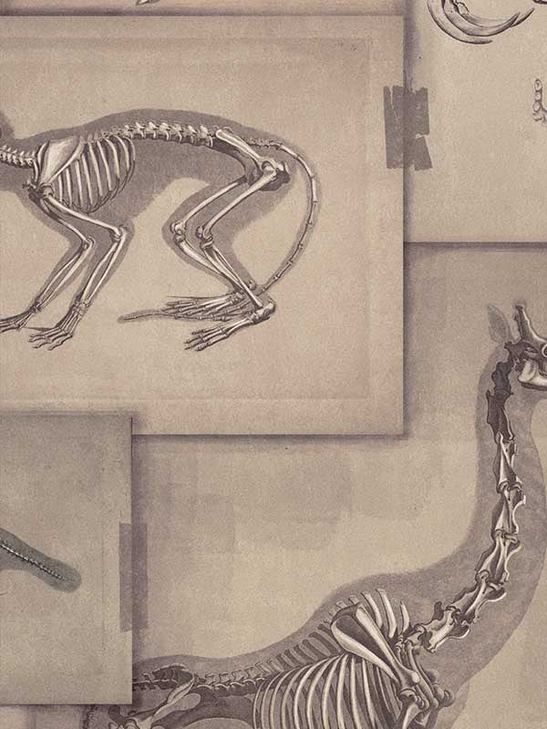 Zooarchaeology fabric in brown grey black color - pattern number WP20236 - by Mind the Gap in the Designer Collection II collection