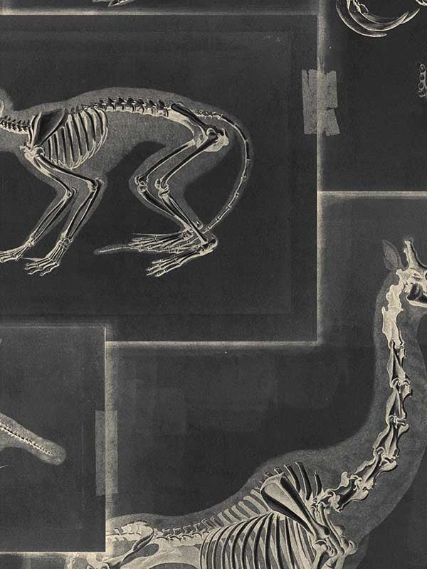Zooarchaeology fabric in anthracite grey anthracite color - pattern number WP20237 - by Mind the Gap in the Designer Collection II collection