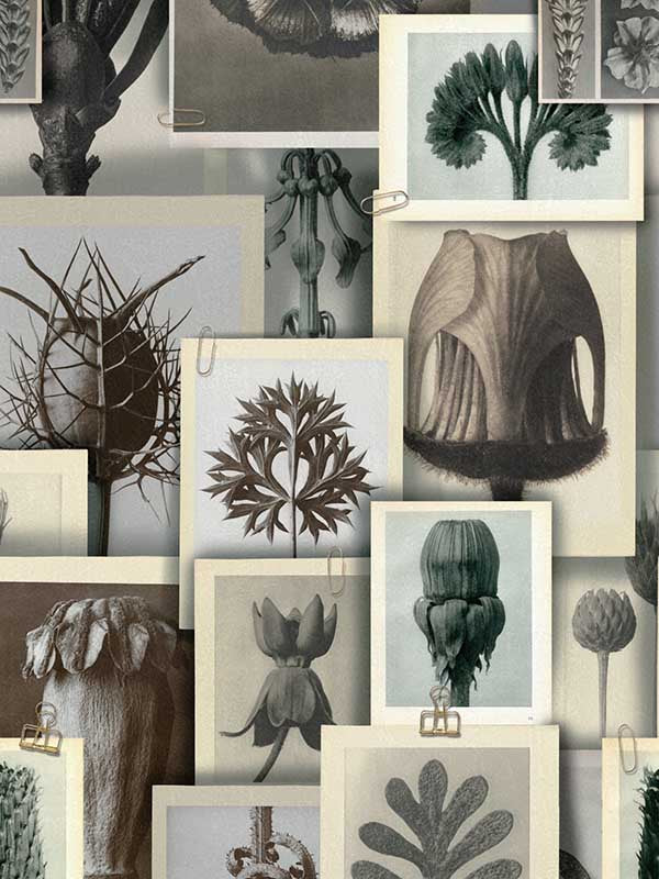 Blossfeldts Art Forms wallpaper in taupe grey beige color - pattern number WP20595 - by Mind the Gap in the Compendium Volume 2 collection
