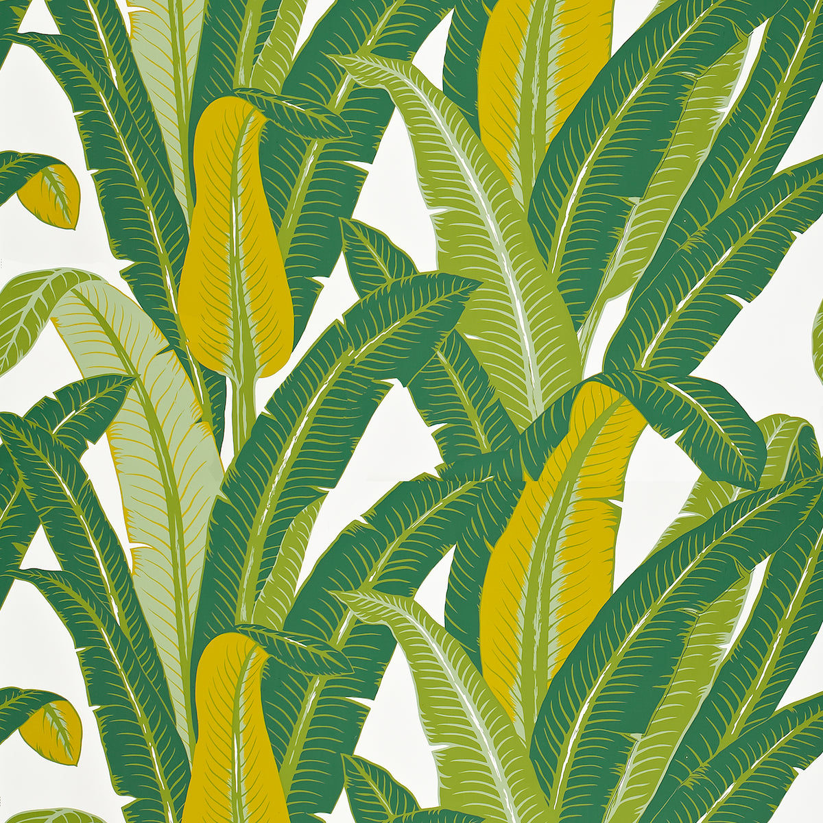 Tropical Isle wallpaper in green on white color - pattern number 2707230 - by Schumacher in the Full Bloom collection