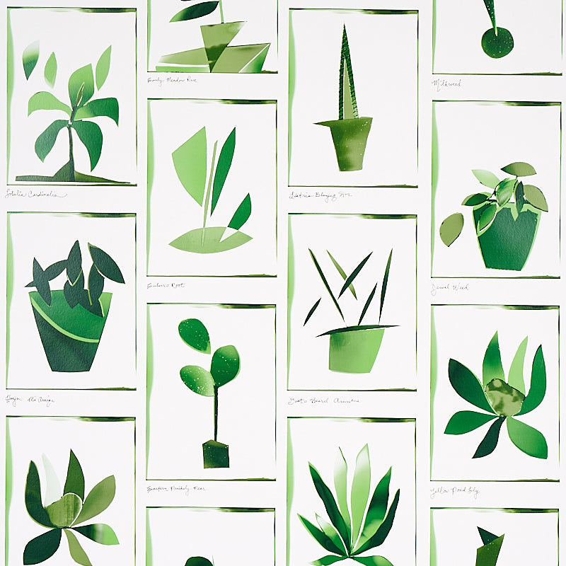 Botanicals wallpaper in greenhouse color - pattern number 5012691 - by Schumacher in the Peg Norriss collection