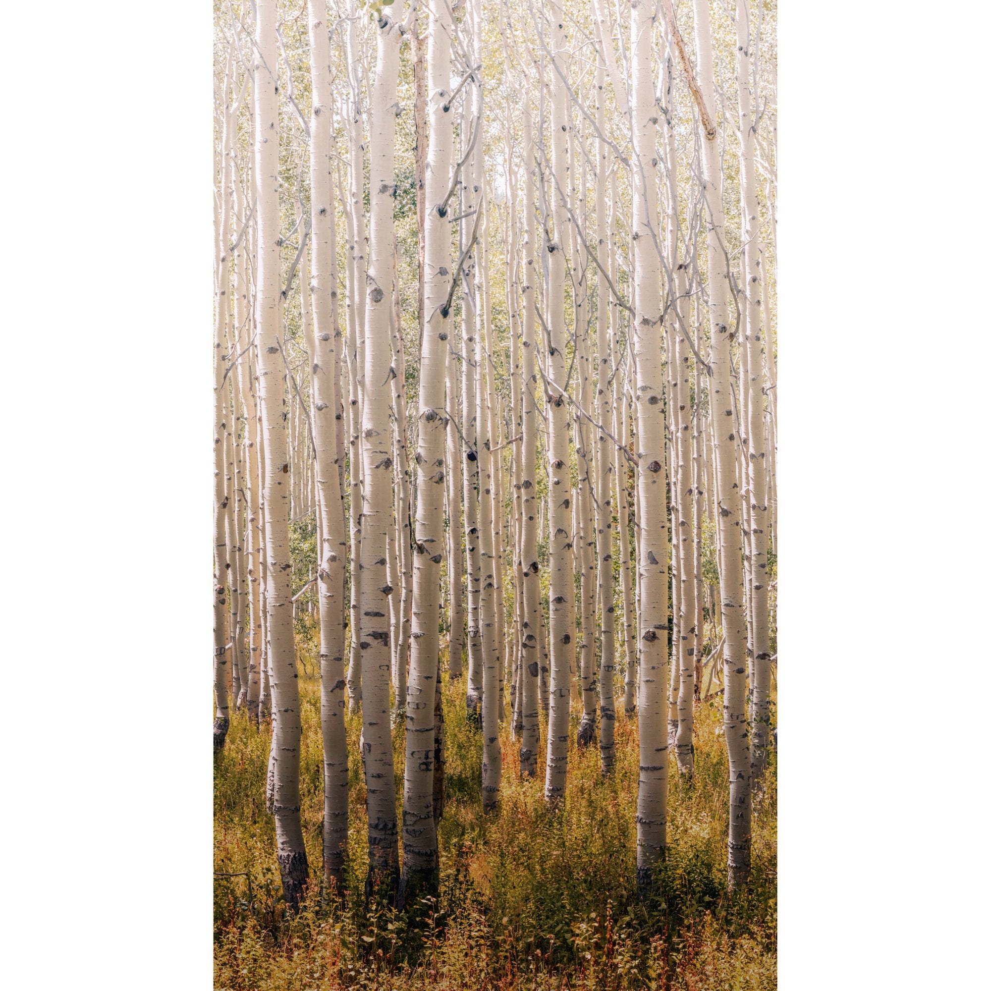 Trees all-over 3 Panel Mural in gold color - pattern number A42601 - by Grandeco in the Orom II collection