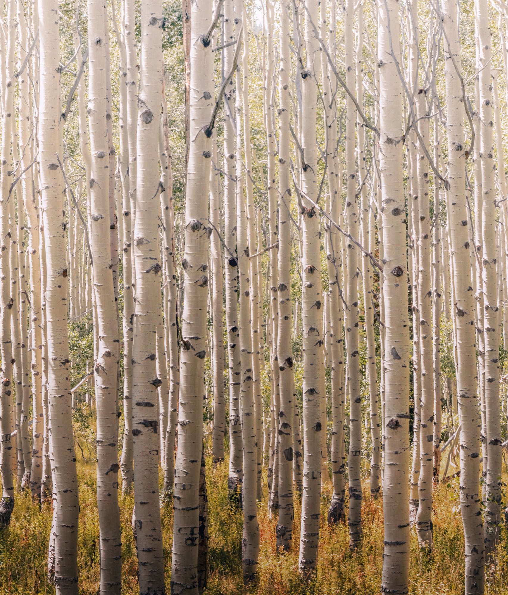 Trees all-over 3 Panel Mural in gold color - pattern number A42601 - by Grandeco in the Orom II collection