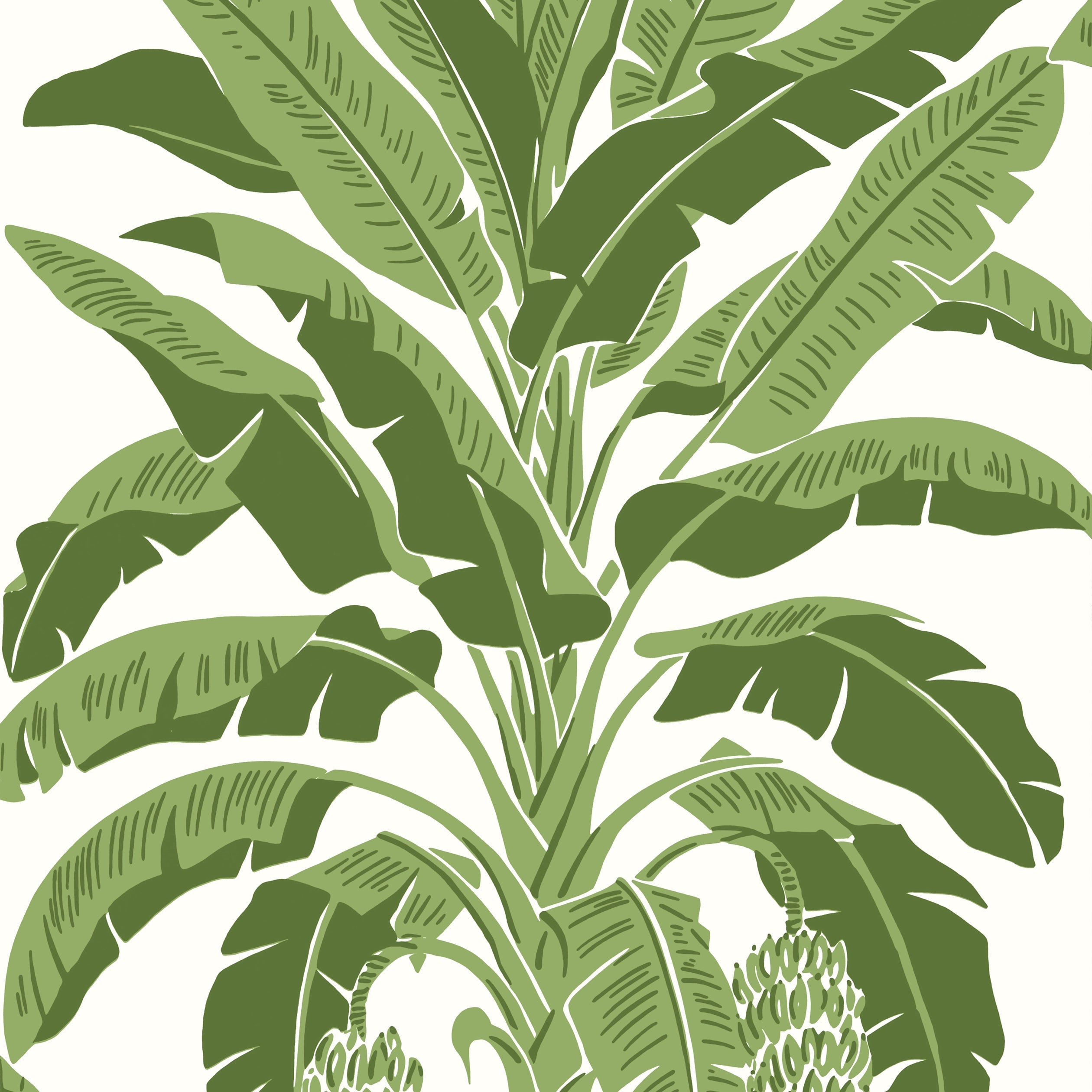 Banana Tree fabric in green color - pattern number T13914 - by Thibaut in the Palm Grove collection