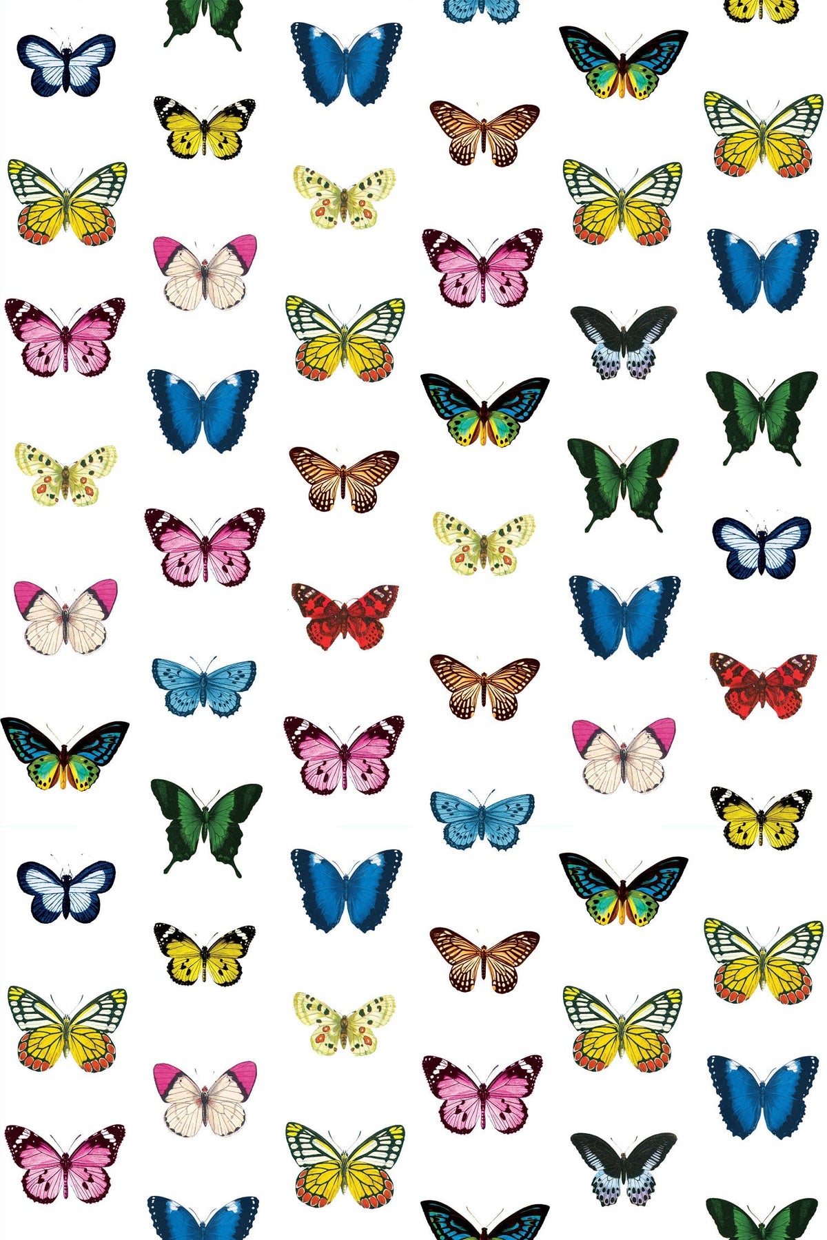 Mariposa Wallpaper in Multi color - pattern number KK804_Multi_KH300 - by Katie Kime in the collection