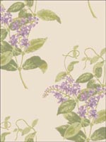 Madras Violet Olive and Lavender Wallpaper 10012056 by Cole and Son Wallpaper for sale at Wallpapers To Go