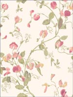 Sweet Pea Pink Wallpaper 1006028 by Cole and Son Wallpaper for sale at Wallpapers To Go