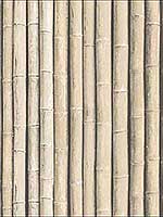 Bamboo Brown Wallpaper G67940 by Patton Norwall Wallpaper for sale at Wallpapers To Go