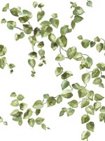Creeping Fig Vine Green Wallpaper WTG-254965 by York Wallpaper for sale at Wallpapers To Go
