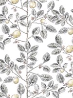 Limoncello Toile Black Wallpaper WTG-261632 by York Wallpaper for sale at Wallpapers To Go