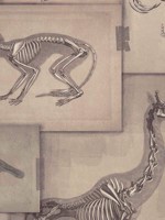 Zooarchaeology Brown Grey Black Wallpaper WTG-264949 by Mind the Gap Wallpaper for sale at Wallpapers To Go