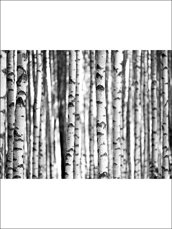 Birch Tree 8 Panel mural in 42300 color - pattern number SG42300M - by Pelican Prints in the Sage II collection