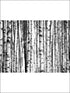Birch Tree 8 Panel mural in 42300 color - pattern number SG42300M - by Pelican Prints in the Sage II collection