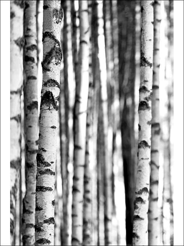 Birch Tree 4 Panel mural in 42400 color - pattern number SG42400M - by Pelican Prints in the Sage II collection