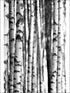 Birch Tree 4 Panel mural in 42400 color - pattern number SG42400M - by Pelican Prints in the Sage II collection