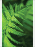 Fern Leaf 4 Panel fabric in 42504 color - pattern number SG42504M - by Pelican Prints in the Sage II collection