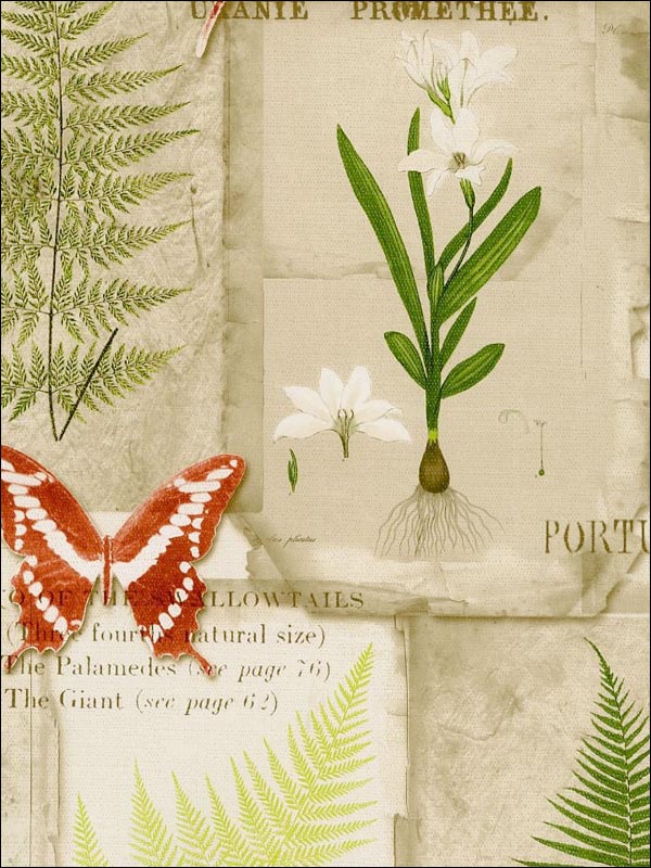 Parchment Ferns wallpaper in browns greens reds color - pattern number FK34416 - by Patton Norwall in the Fresh Kitchens 5 collection