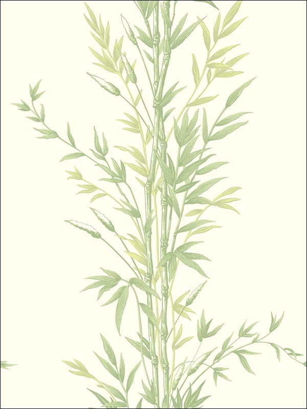 Bamboo wallpaper in green color - pattern number 100/5023.CS.0 - by Cole and Son in the Archive Anthology collection