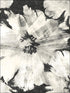 Curie Abstract Floral fabric in metallic ebony and off white color - pattern number AV50000 - by Seabrook in the Avant Garde by Seabrook Designs collection