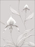 Orchid fabric in grey white color - pattern number 95/10055.CS.0 - by Cole and Son in the Contemporary Restyled collection