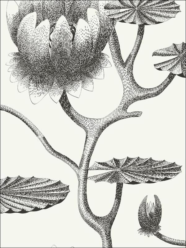 Lily wallpaper in black white color - pattern number 95/4020.CS.0 - by Cole and Son in the Contemporary Restyled collection