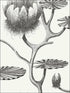 Lily wallpaper in black white color - pattern number 95/4020.CS.0 - by Cole and Son in the Contemporary Restyled collection