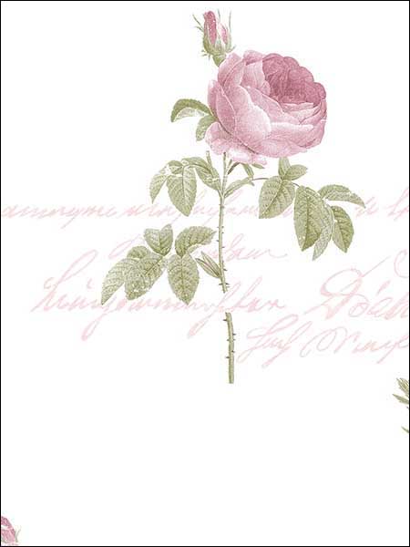 Script Rose fabric in pink green color - pattern number CG28820 - by Patton Norwall in the Rose Garden 2 collection