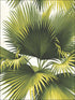 Endless Summer Palm fabric in green color - pattern number PS40114 - by Kenneth James in the Palm Springs collection