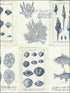 Cape Cod Frames fabric in 50902 color - pattern number TH50902 - by Pelican Prints in the Destination USA collection