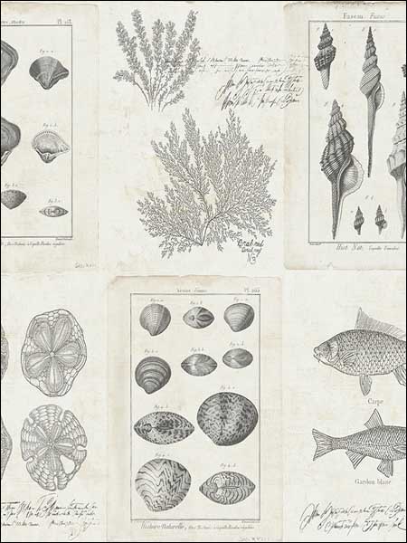 Cape Cod Frames wallpaper in 50908 color - pattern number TH50908 - by Pelican Prints in the Destination USA collection