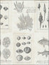 Cape Cod Frames wallpaper in 50908 color - pattern number TH50908 - by Pelican Prints in the Destination USA collection