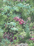 Floral fabric in green violet and pink color - pattern number FI70701 - by Seabrook in the French Impressionist collection