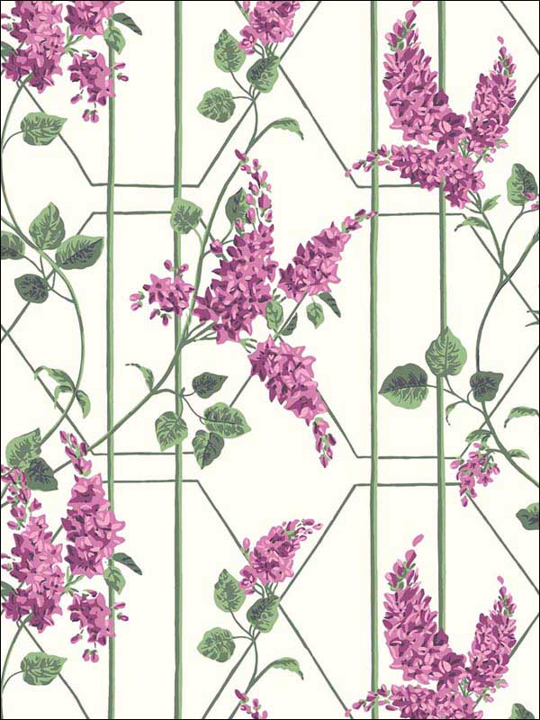 Wisteria wallpaper in magenta green white color - pattern number 115/5013.CS.0 - by Cole and Son in the Botanical Botanica collection