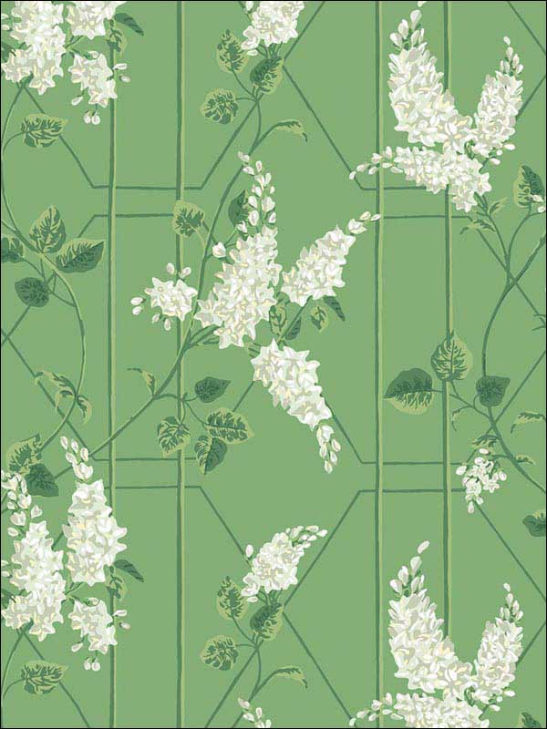 Wisteria wallpaper in sage leaf green color - pattern number 115/5016.CS.0 - by Cole and Son in the Botanical Botanica collection