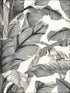 Banana Leaf Peel and Stick wallpaper in white and black color - pattern number PSW1037RL - by York in the York Premium Peel and Stick Tropics Wallpaper collection