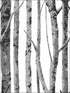 Birch Trees Peel and Stick wallpaper in monochrome color - pattern number NW34800 - by NextWall in the Peel and Stick Wallpaper by Nextwall collection