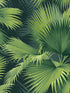 Summer Palm Tropical fabric in dark green color - pattern number 2927-40104 - by A Street Prints in the Newport collection