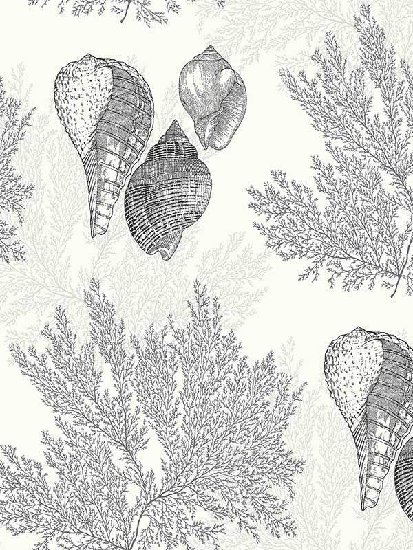 Nauset shell Shores wallpaper in black color - pattern number 2927-81200 - by A Street Prints in the Newport collection