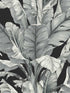 Banana Leaf fabric in black and white color - pattern number BW3971 - by York in the Black and White Resource Library collection